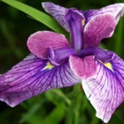 İRİS KAEMPFERİ MANDARİN